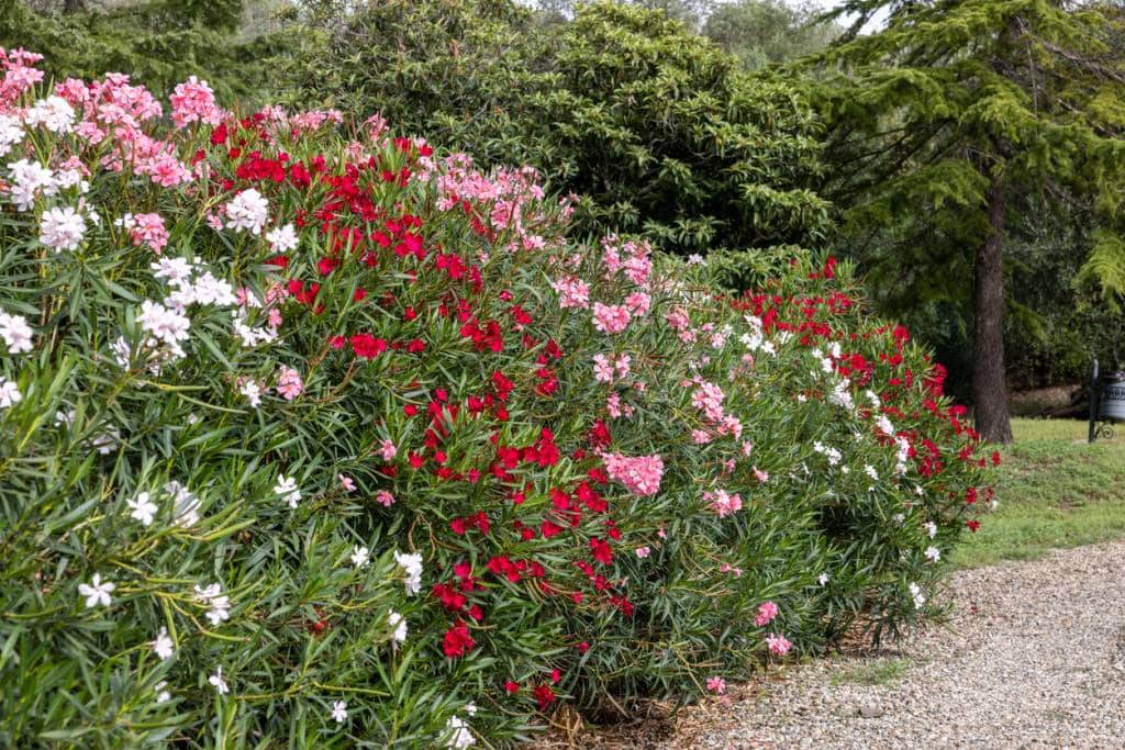 planter arbres dans son jardin