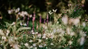 Les dernières tendances en matière de jardinage à découvrir