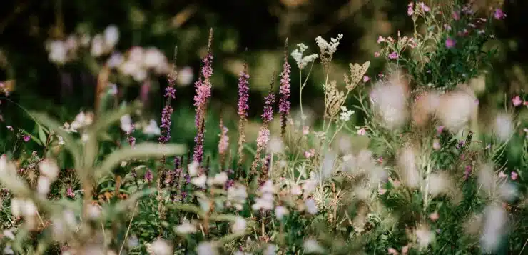 Les dernières tendances en matière de jardinage à découvrir