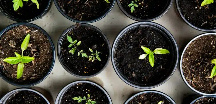 Jardin potager : que faire au jardin en février ?