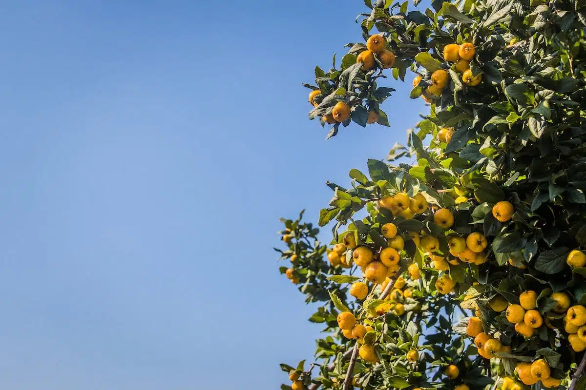 arbres fruitiers