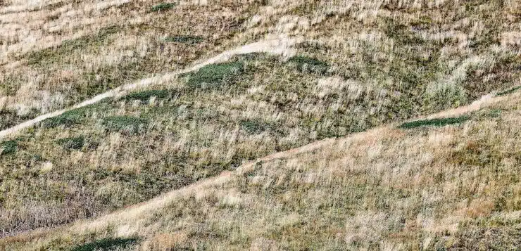 Réparer les zones endommagées de son gazon : conseils efficaces et faciles à suivre