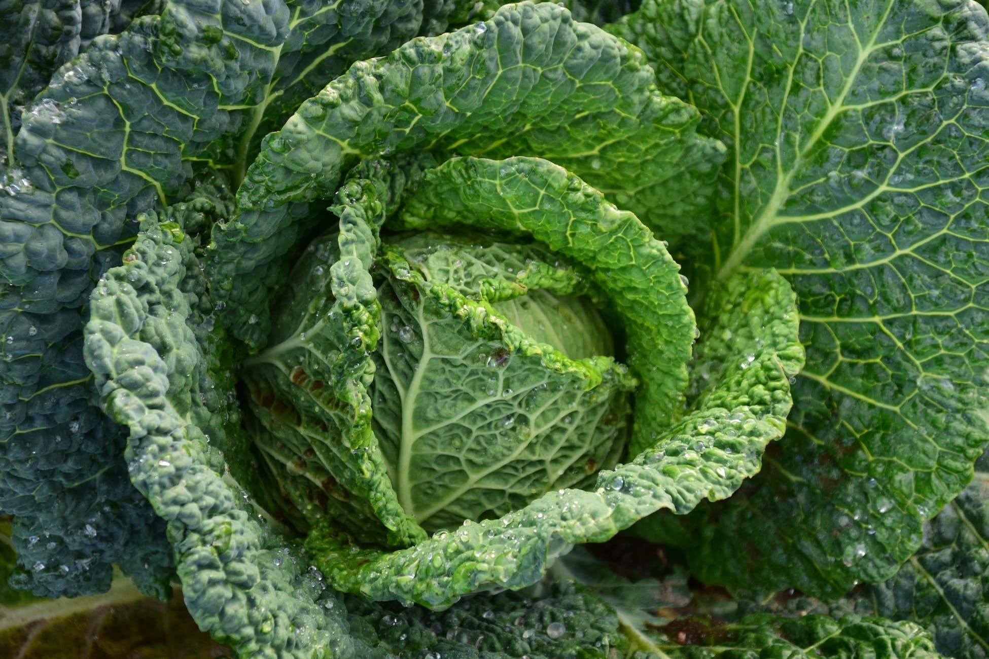 potager  compagnonnage