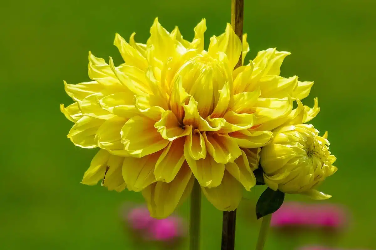 plantes vivaces
