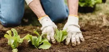 Les étapes incontournables pour préparer efficacement le sol de votre potager avant la plantation de légumes