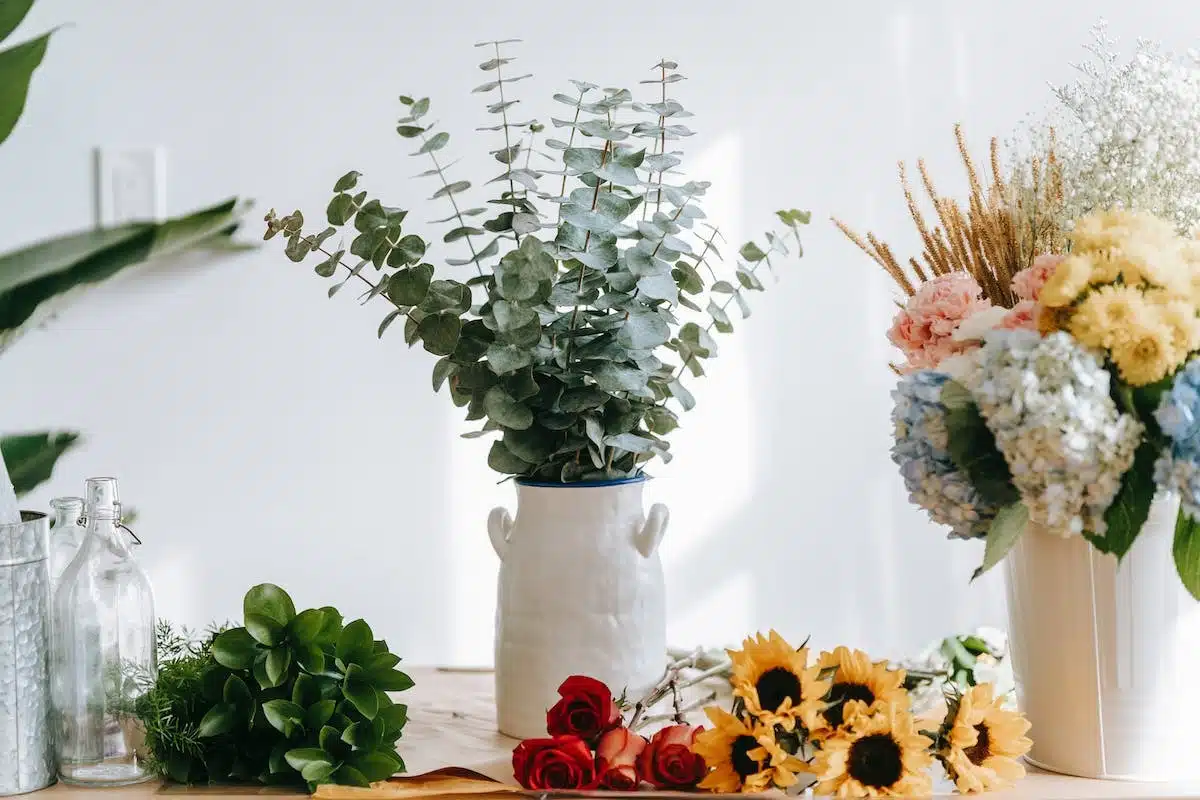 plantes débutants
