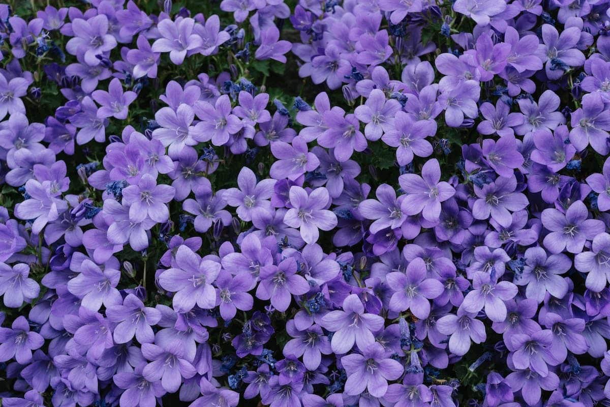 fleurs résistantes
