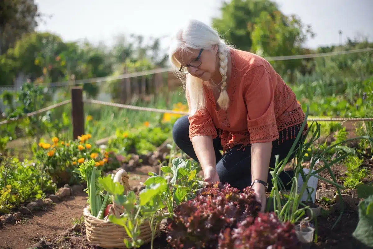 permaculture  potager