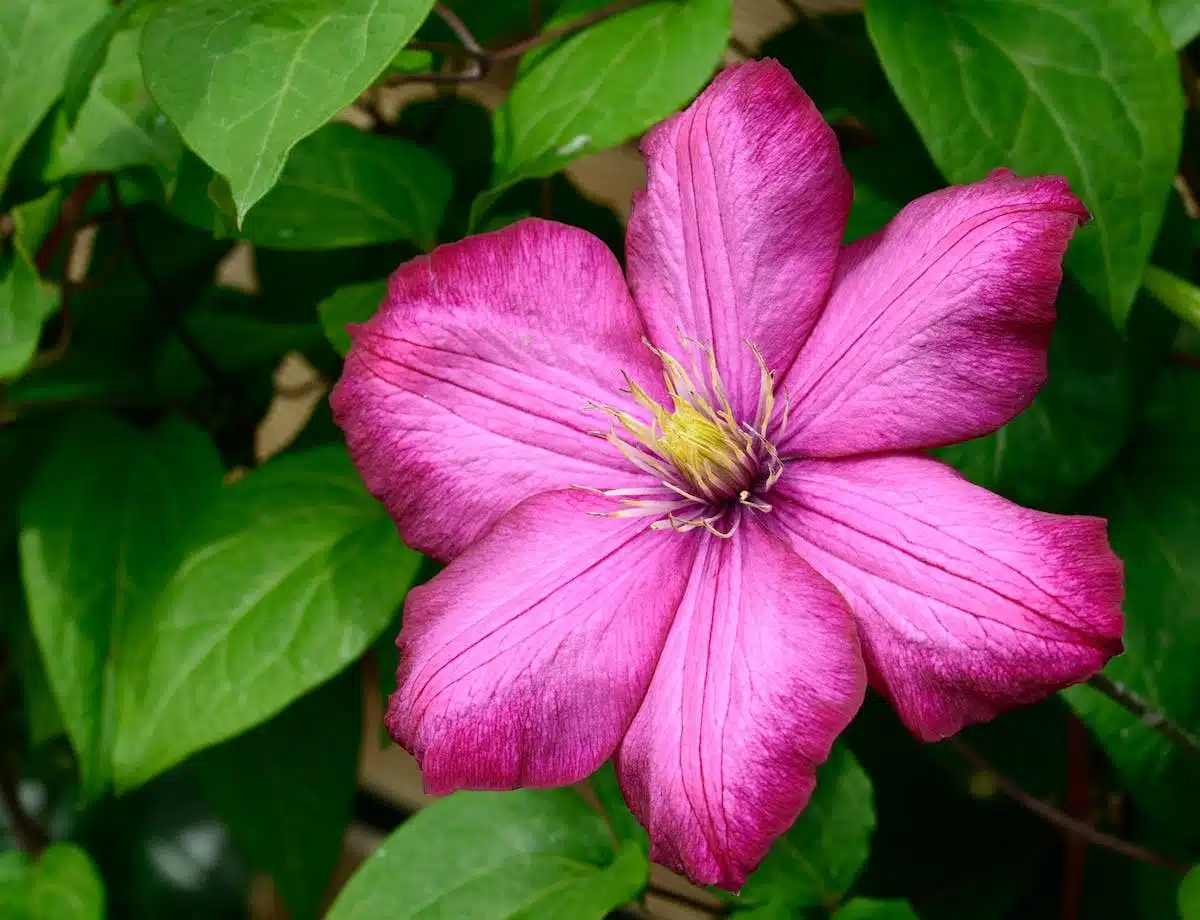 plantes résistantes