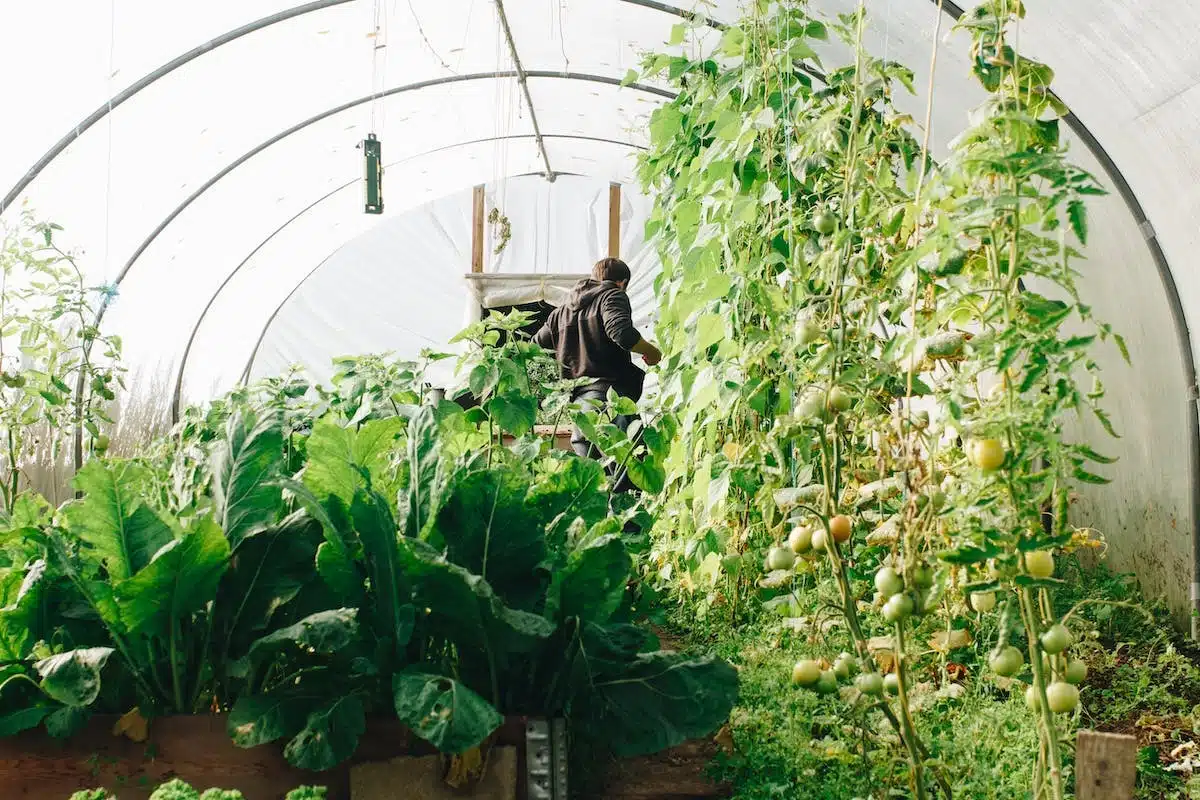 potager  légumes