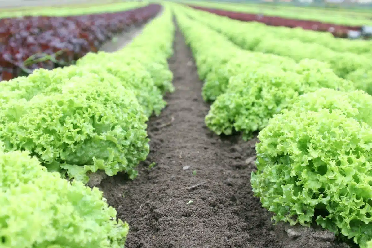 potager  petit-espace