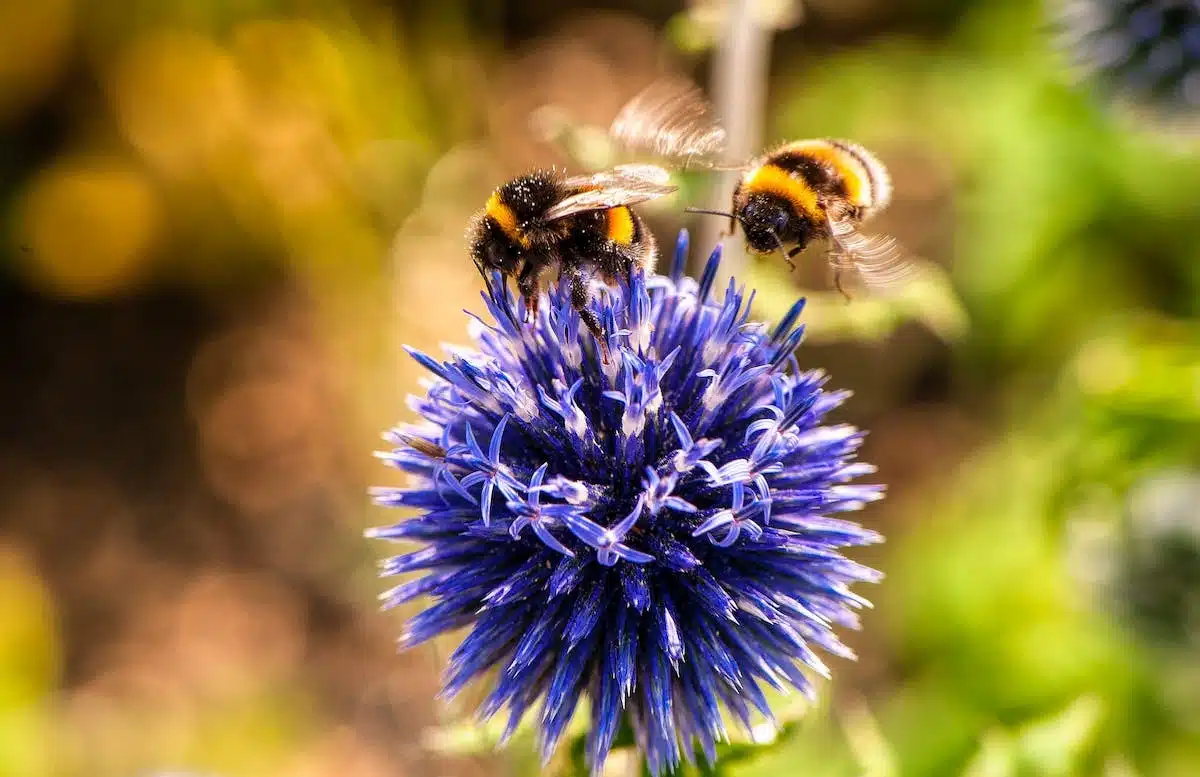 abeilles  fleurs