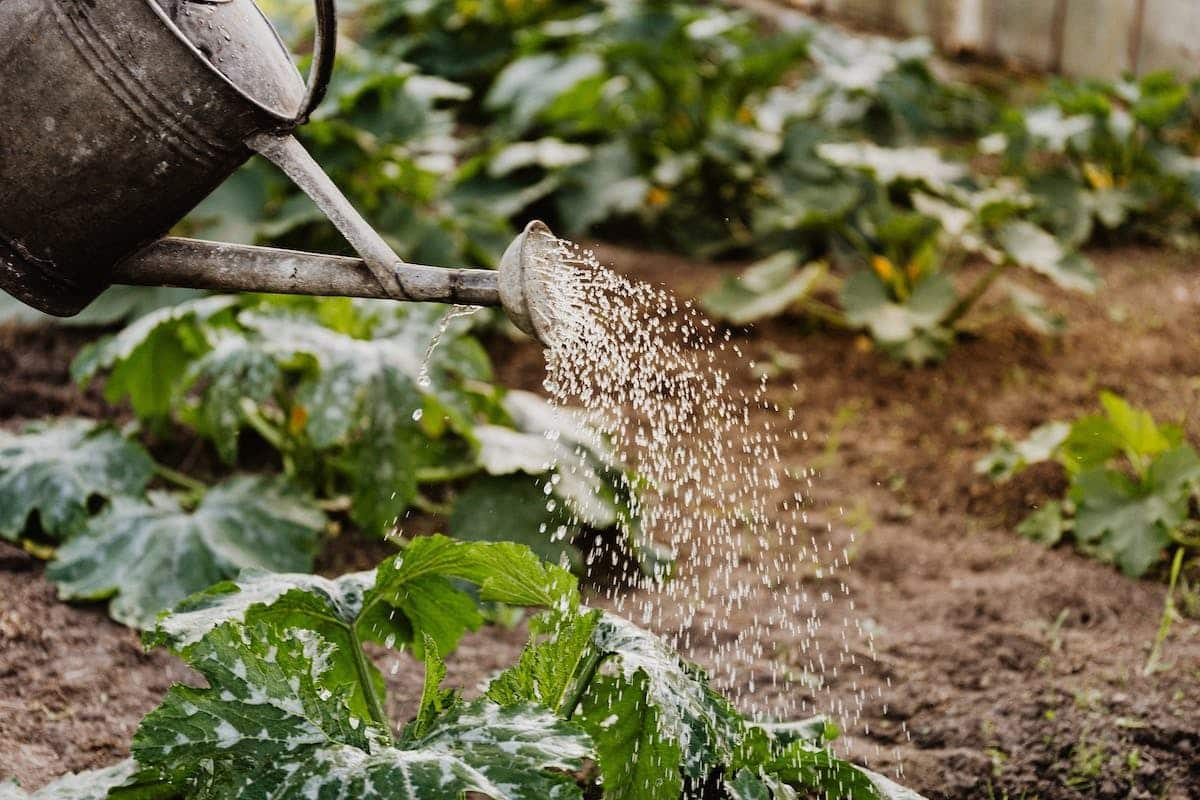 potager  légumes