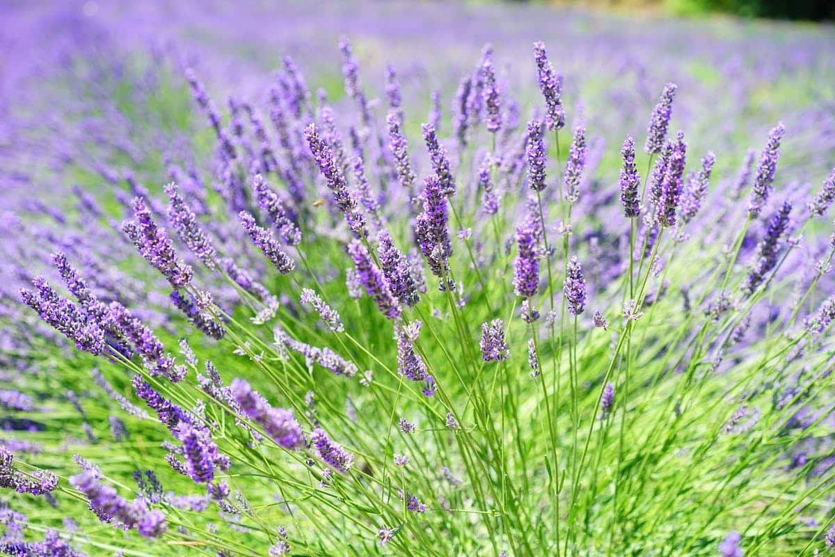 fleurs médicinales