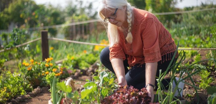 Les meilleures associations de plantes pour un potager prospère