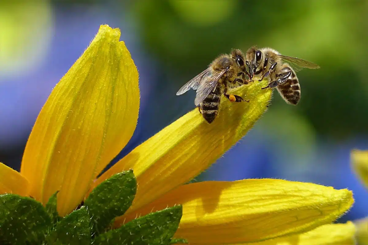 abeilles  fleurs