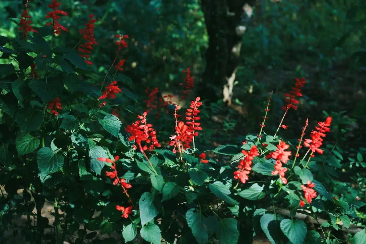 sauge rouge