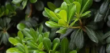 Guide complet sur la variété Variegatum du Pittosporum tenuifolium : plantation, entretien et floraison