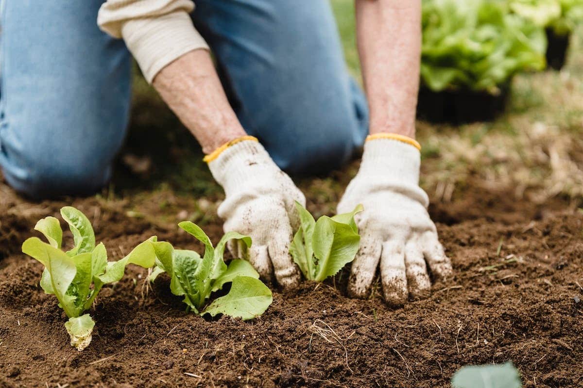 compostage  jardin