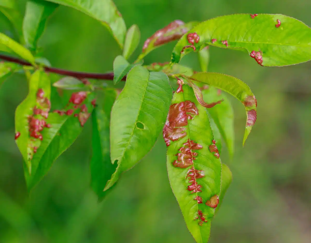 Comment prévenir et traiter les maladies du nectarinier