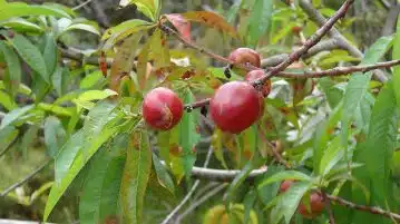 Comment prévenir et traiter les maladies du nectarinier