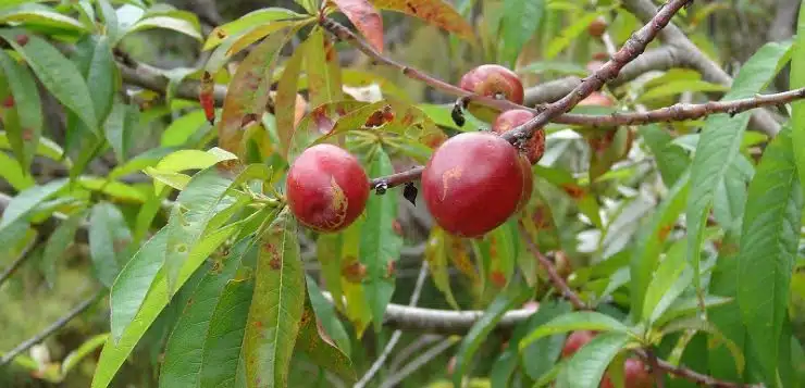 Comment prévenir et traiter les maladies du nectarinier