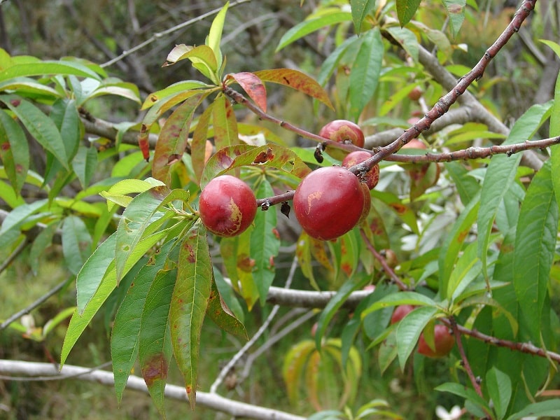 Comment prévenir et traiter les maladies du nectarinier • L