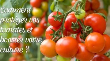 Comment protéger les pieds de tomates ?