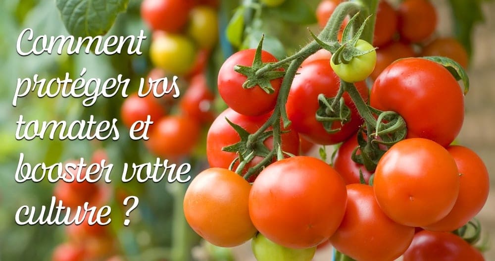 Comment protéger les pieds de tomates ? Une Fleur Un Jardin Comment protéger les pieds de tomates ? Une Fleur Un Jardin