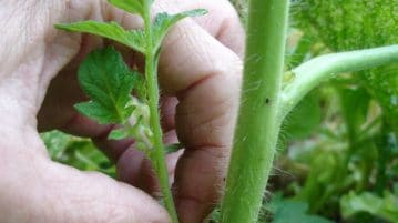 Comment protéger les pieds de tomates ?