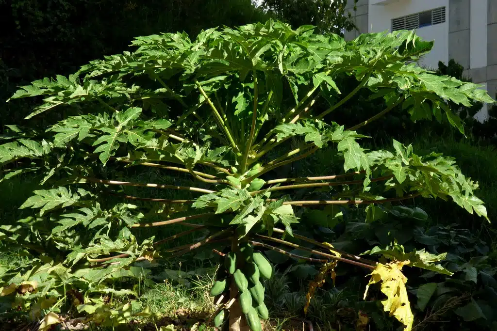 Guide détaillé faire pousser un papayer dans son jardin