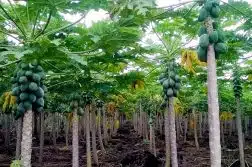 Guide détaillé faire pousser un papayer dans son jardin