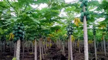 Guide détaillé faire pousser un papayer dans son jardin