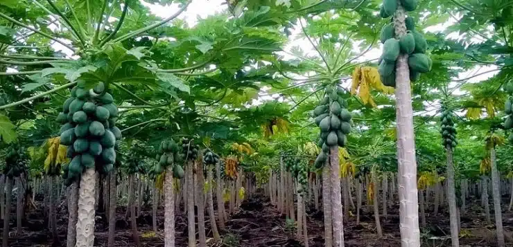 Guide détaillé faire pousser un papayer dans son jardin