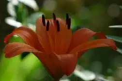 lys asiatique