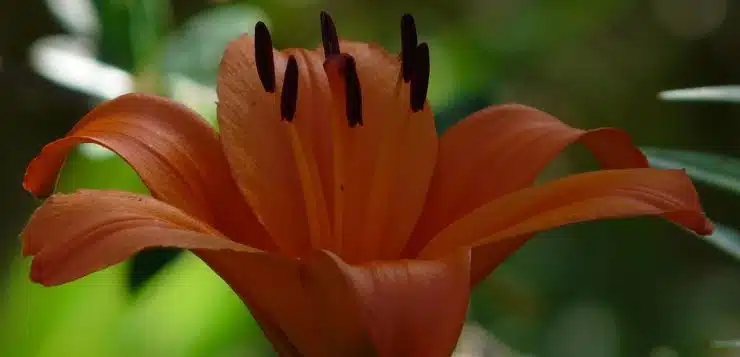 lys asiatique