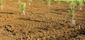 Quelle profondeur pour planter un olivier ?