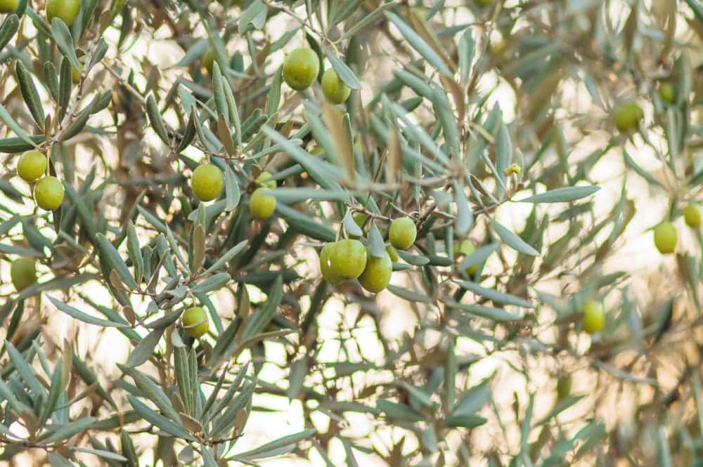 Protéger ses olives quand agir contre les ravageurs