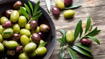 Protéger ses olives : quand agir contre les ravageurs