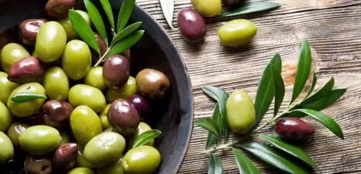 Protéger ses olives : quand agir contre les ravageurs
