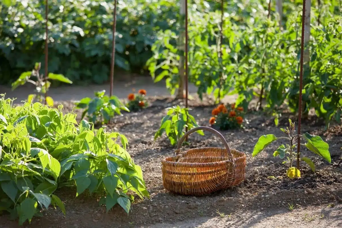 organiser votre potager