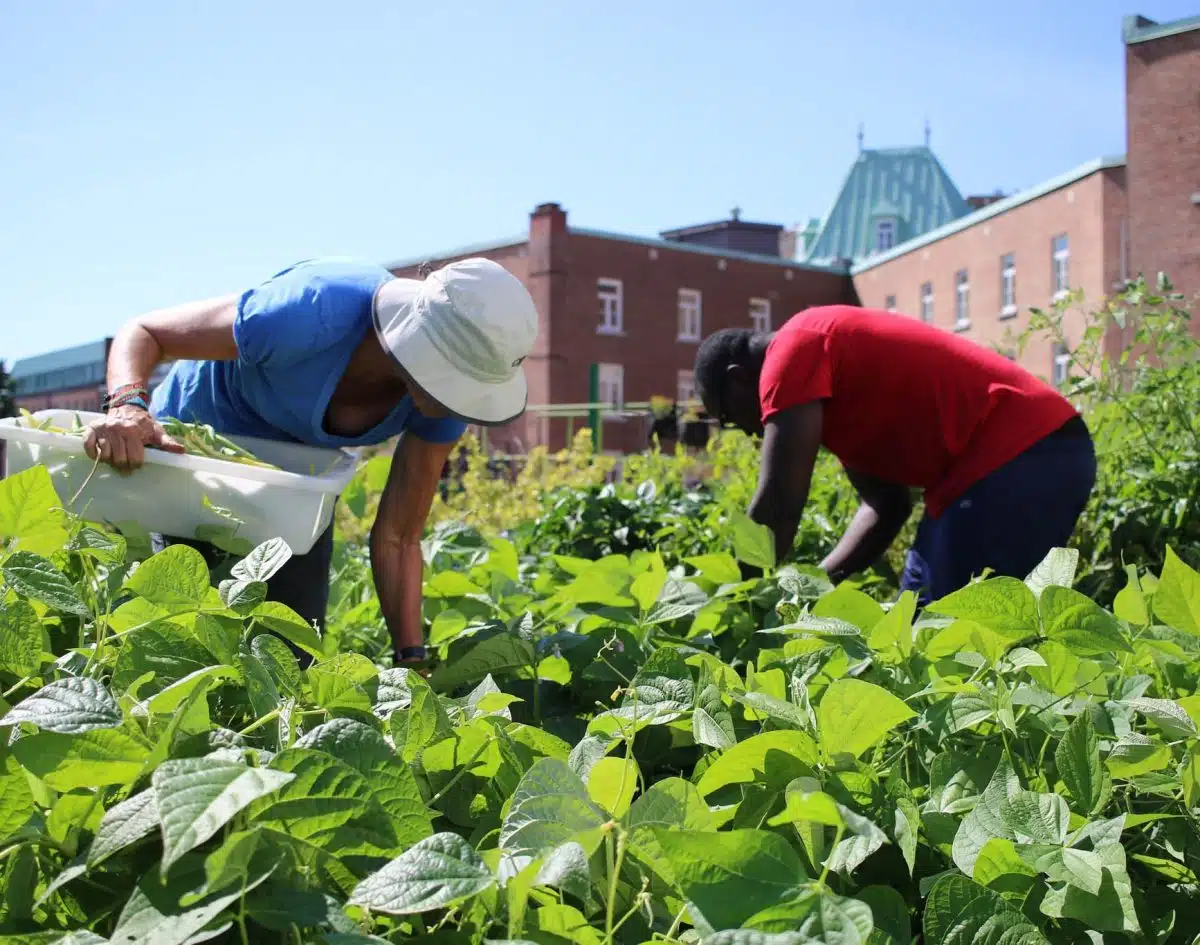 avantages des jardins communautaires