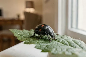 Coccinelle noire à points rouges posée sur une feuille verte près d'une fenêtre intérieure, vue macro ultra-détaillée
