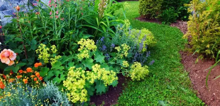 Quelles précautions pratiques pour protéger vos plantes contre les insectes et les maladies ?