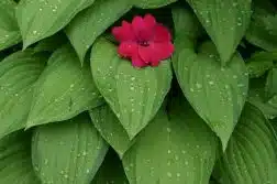 a red flower sitting on top of green leaves