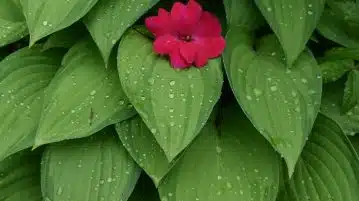a red flower sitting on top of green leaves