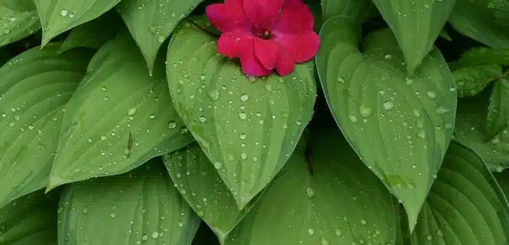 a red flower sitting on top of green leaves