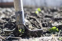 Potager