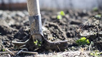Potager