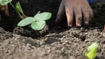 entretenir le sol de votre potager